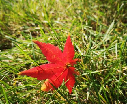 观秋日落叶有感