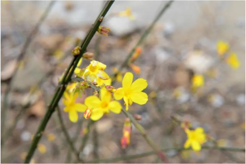 1680924338360678.jpg 微信截图_20230408112307.jpg