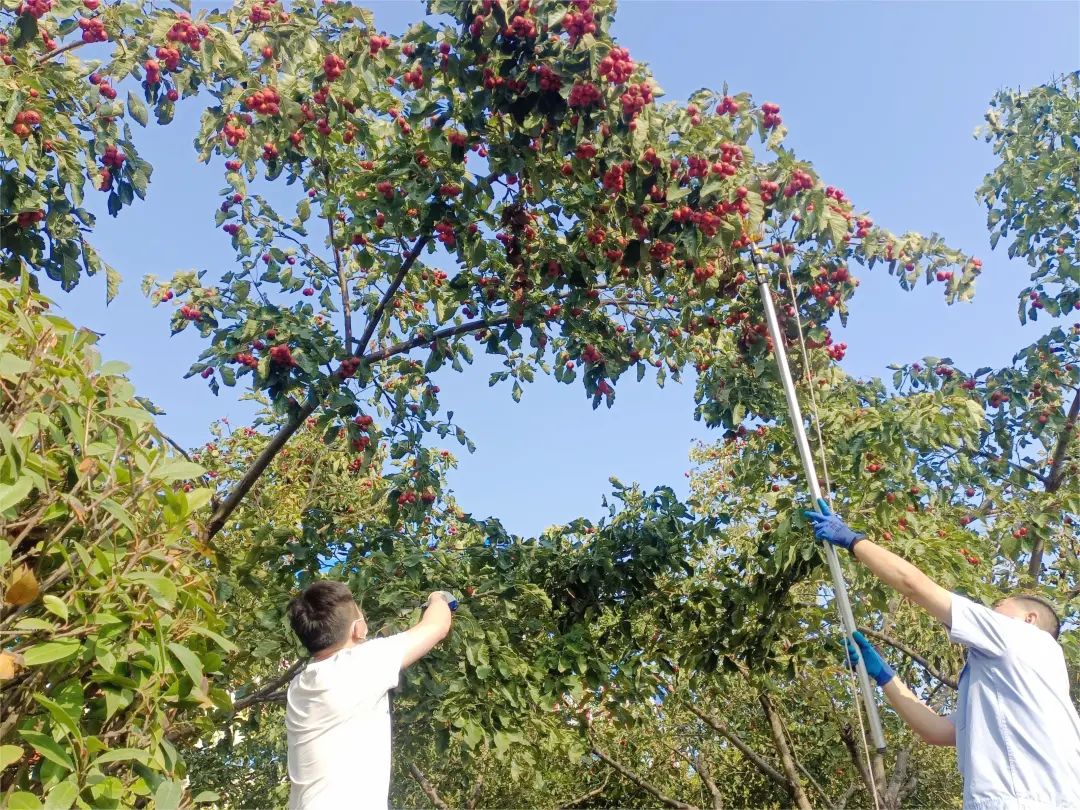 1697761788858785.jpg 山楂.jpg